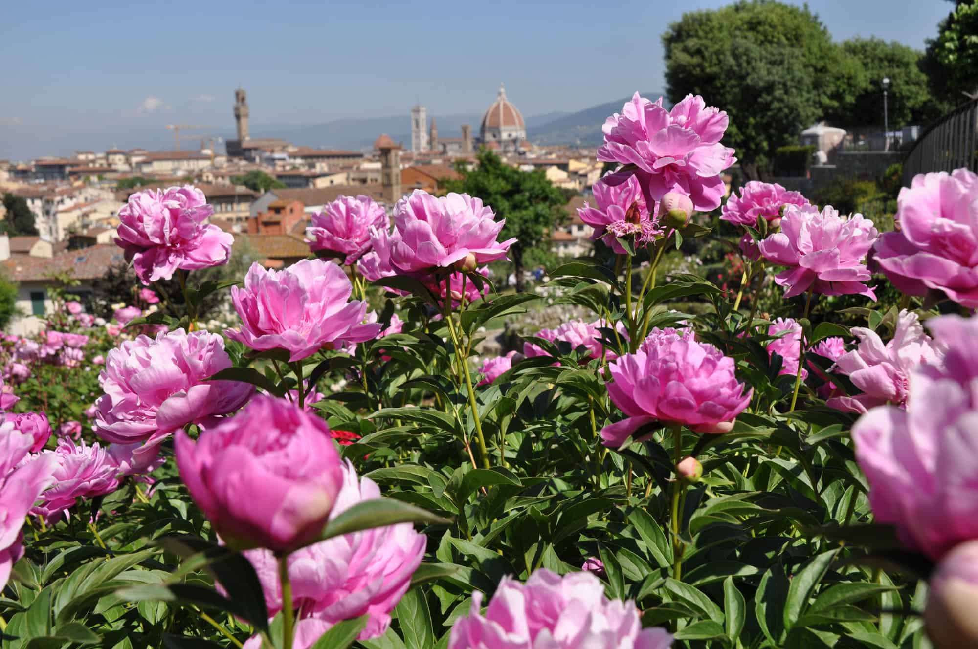 Fantastic Flowers in Florence and When to Find Them ArtTravArtTrav